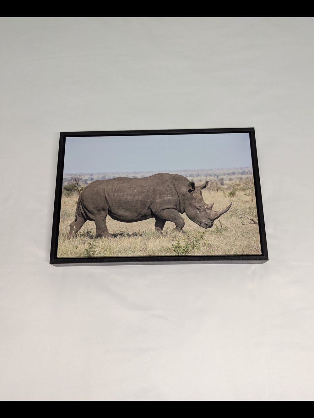 Black Rhino #1 Matte Canvas Print - Black
